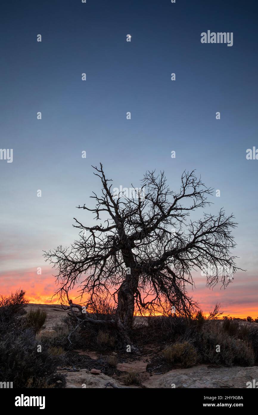 UT00894-00.....UTAH - Tree and moon at Muley Point in the Glen Canyon National Recreation Area. Stock Photo