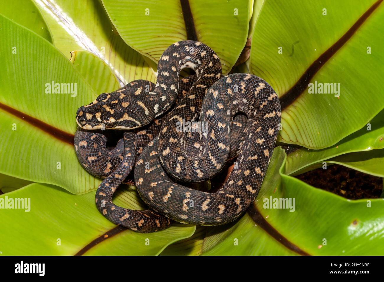 Juvenile Diamond Python curled up in Birds Nest Fern Stock Photo - Alamy