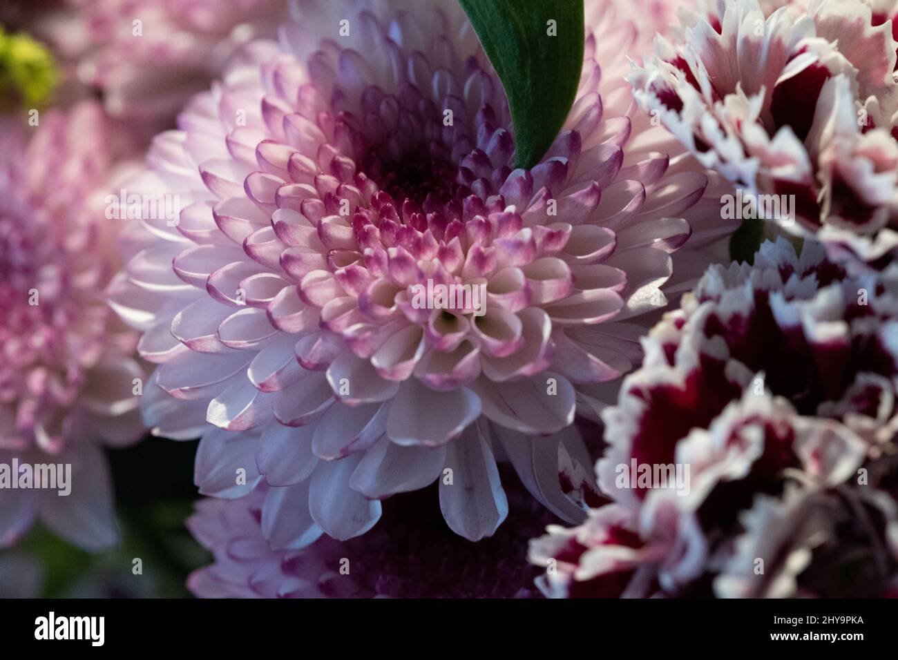 Beautiful blooming flower ina hi-res stock photography and images - Alamy