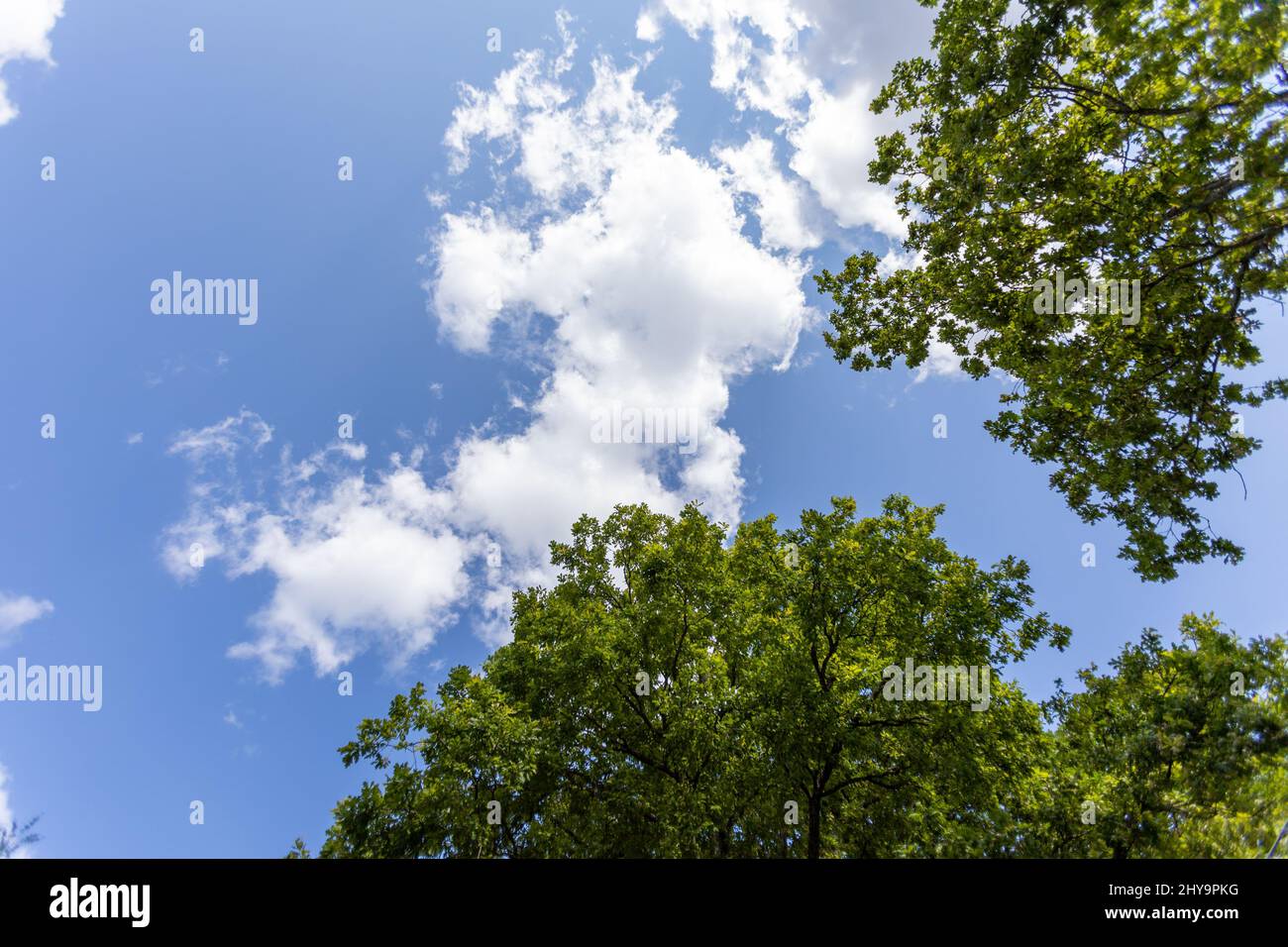 Natural view of green tree leaves under a bright cloudy sky Stock Photo ...