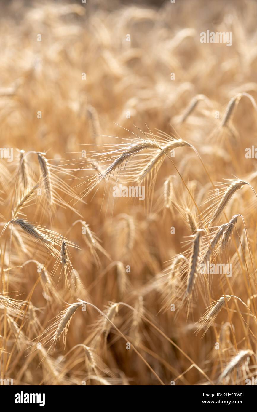 Rye, Wallowa Valley, Oregon Stock Photo - Alamy