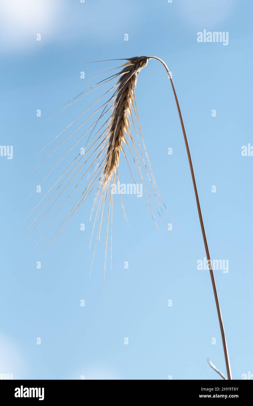 Sky oregon crop hi-res stock photography and images - Alamy