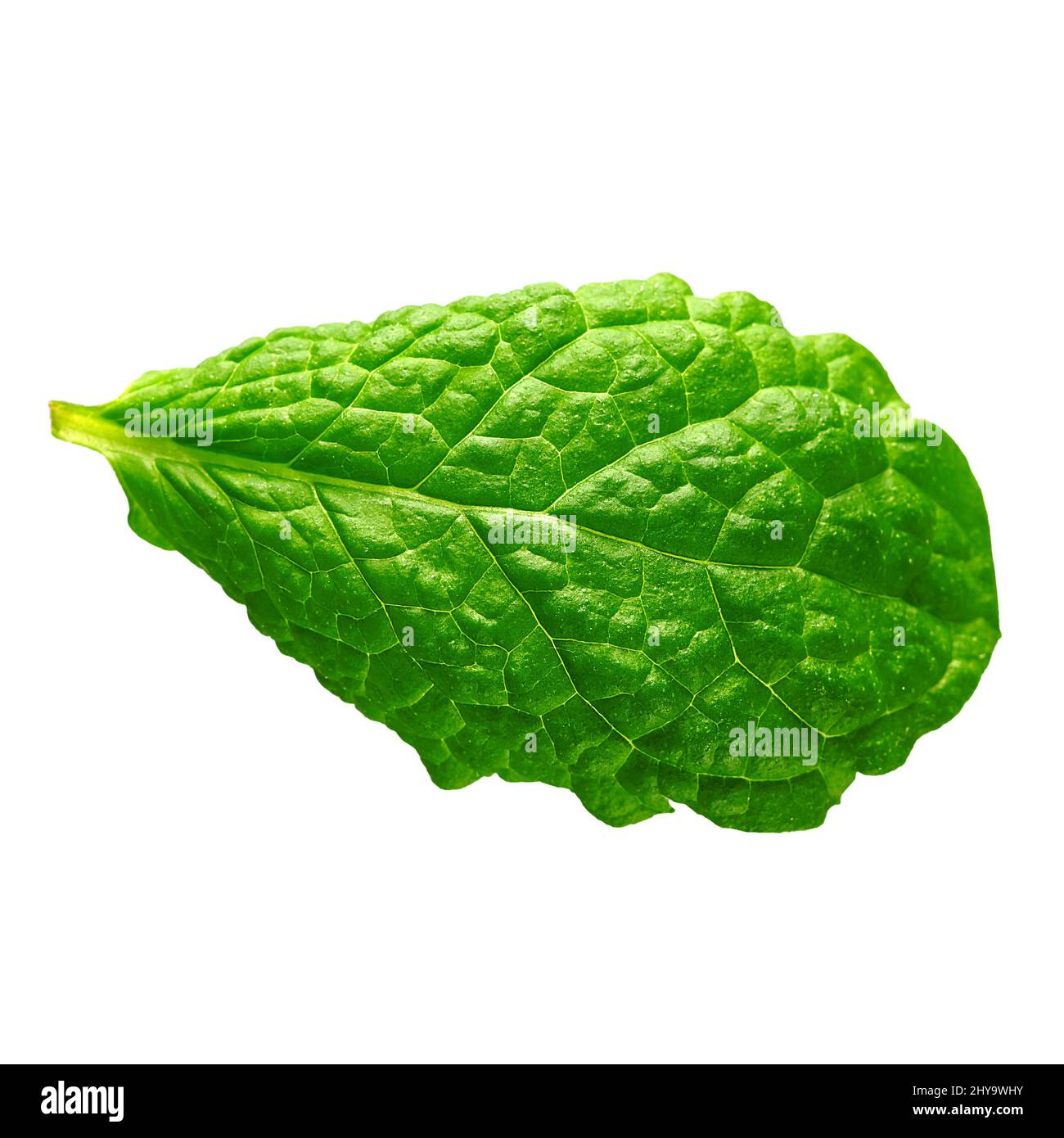 Isolated Mint leaf. Fresh mint on white background. Stock Photo