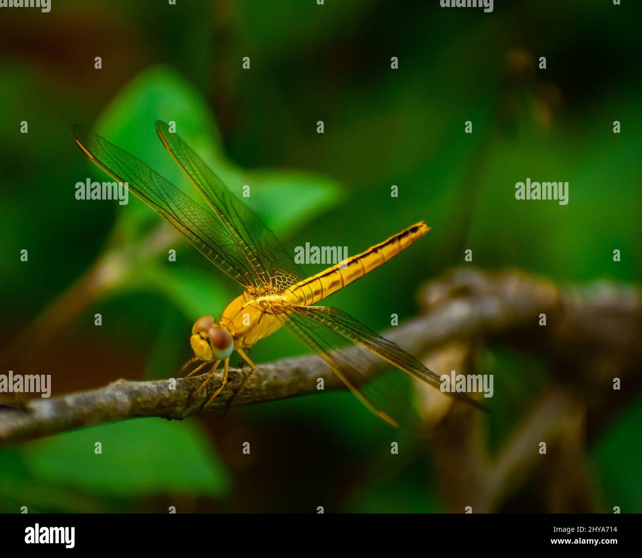 close up of  gorgeous dragonfly sitting on branch. ditch jewel ( brachythemis contaminata). Stock Photo