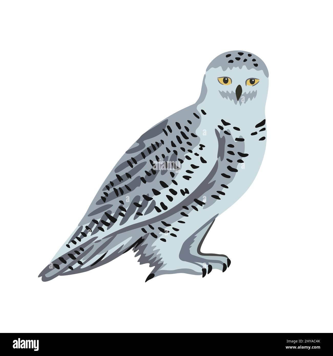Vector cartoon polar owl isolated on white background Stock Vector ...
