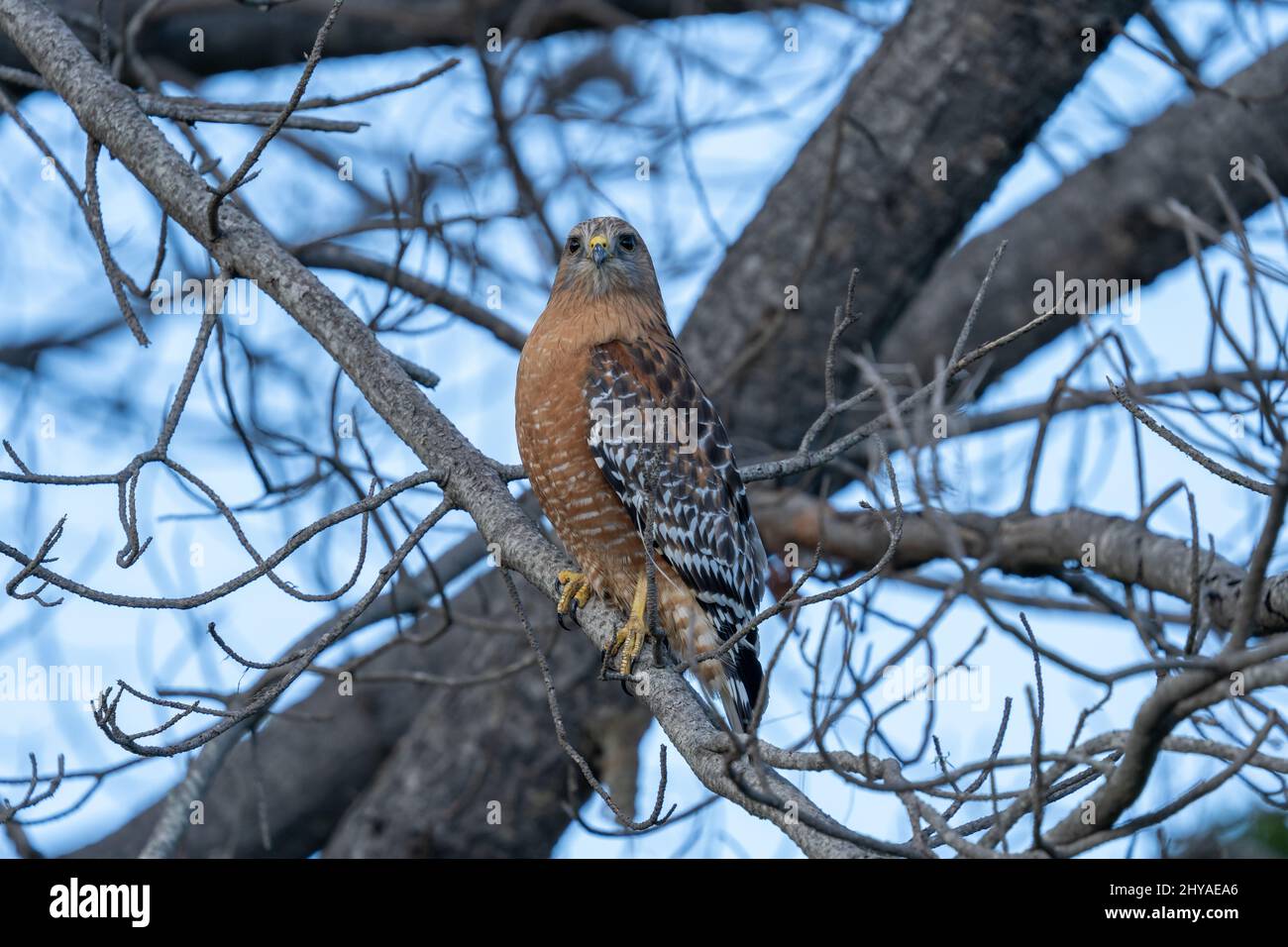 Close-up look at a Red-shouldered Hawk standing on a tree at Twin Lakes, Santa Cruz Stock Photo