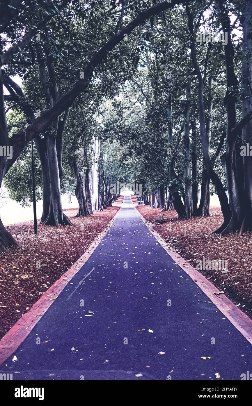 Landscape shot pathway forest hi-res stock photography and images - Alamy