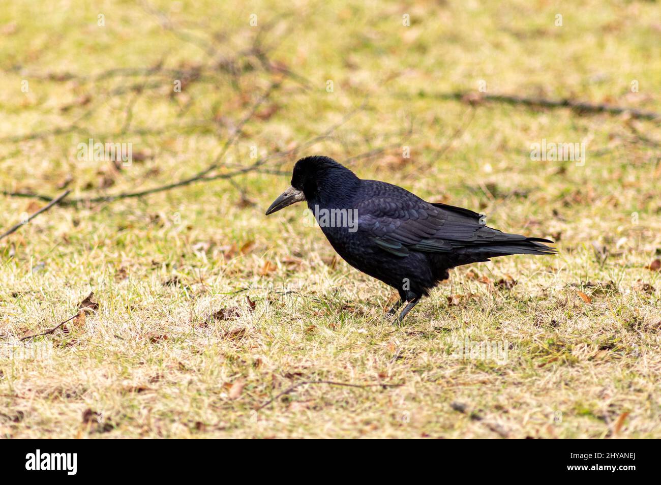 Closeup shot of a black bird rook (Corvus frugilegus) in a garden Stock ...