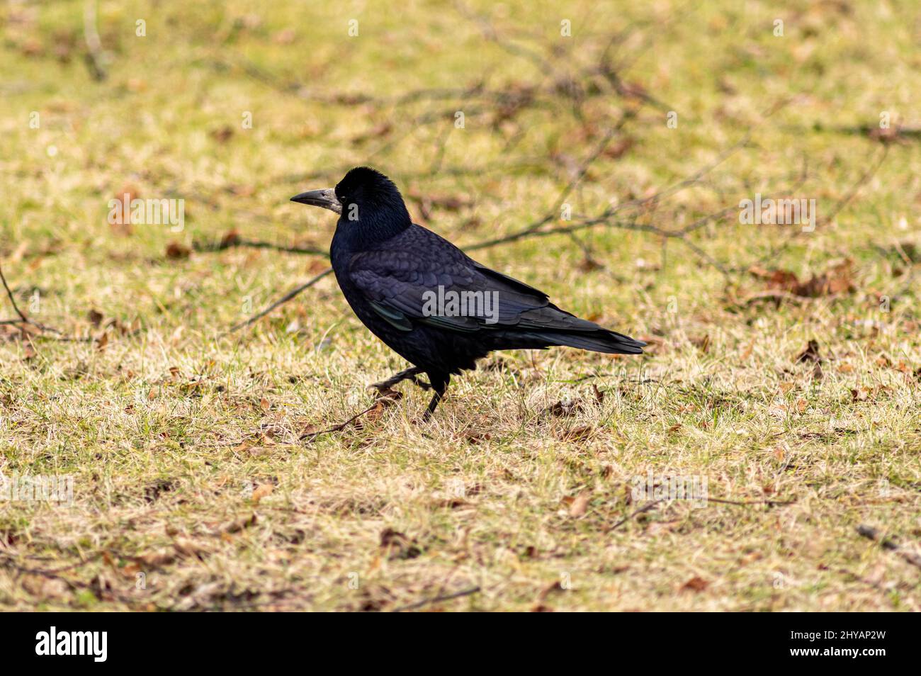Closeup shot of a black bird rook (Corvus frugilegus) in a garden Stock ...