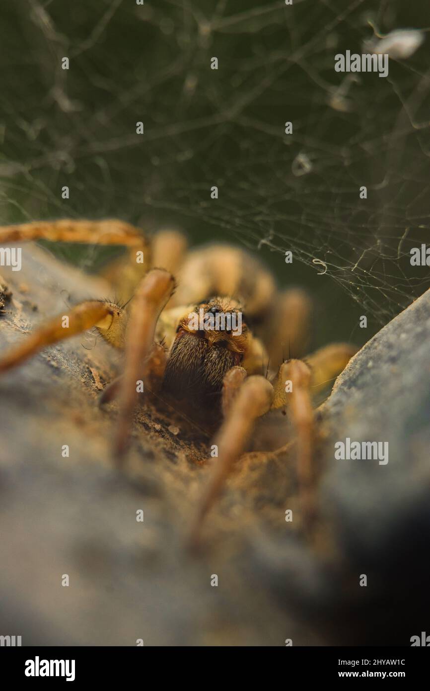 Macro shot of a Wolf spider making web on a rock Stock Photo