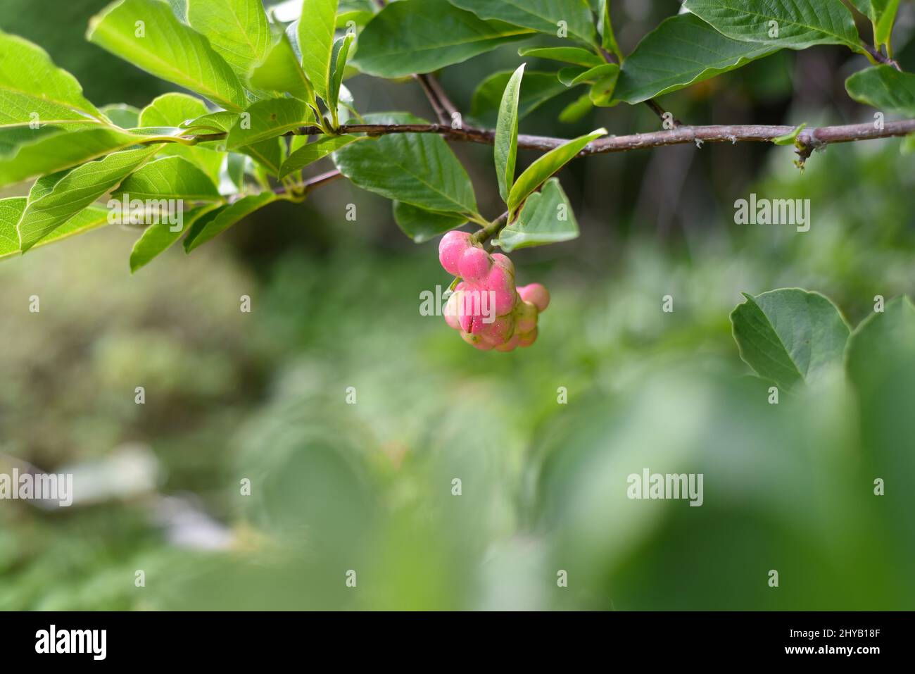 Lobner Magnolia Merrill immature fruit. without flowers Stock Photo
