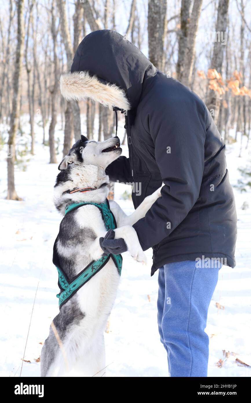 how to play with a siberian husky