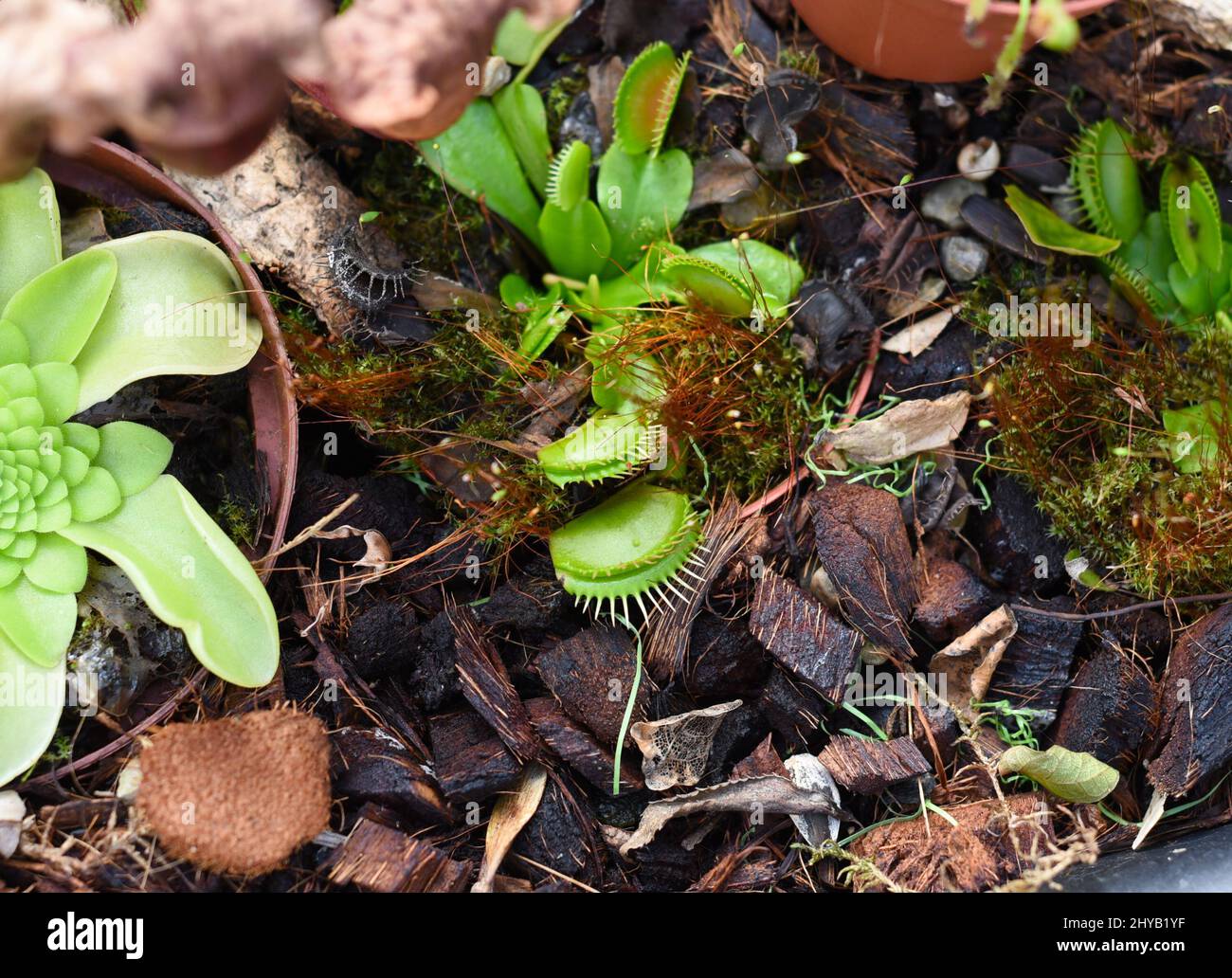 Venus flytrap (Dionaea muscipula) close up Stock Photo