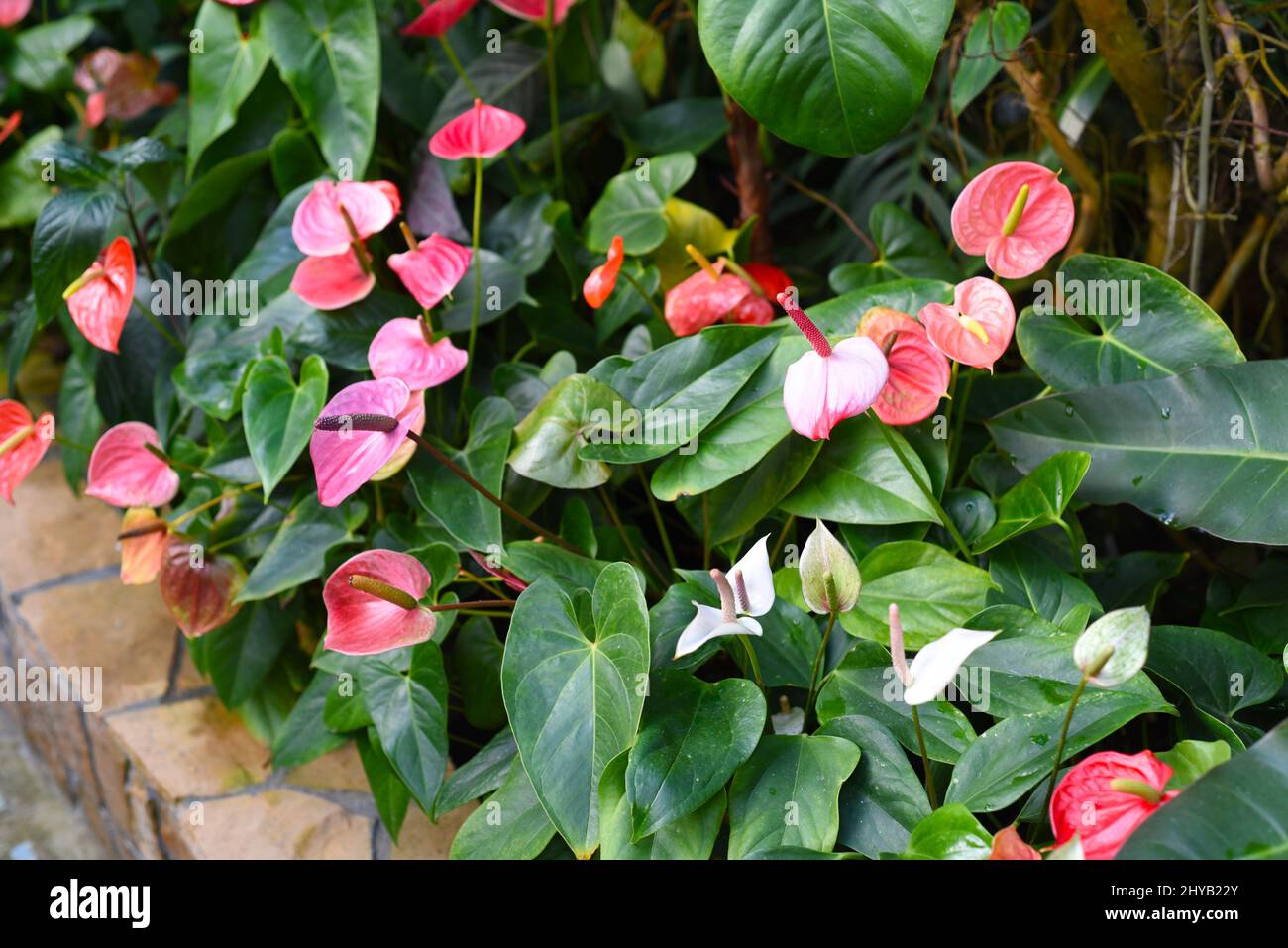 bonsai tree wallpaper Japanese Mural Wallpaper main image 1