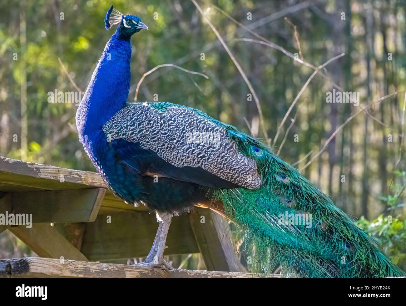 Colorful Indian Peacock on a picnic table at the Yellow River Wildlife Sanctuary in Lilburn, Georgia, just east of Atlanta. (USA) Stock Photo