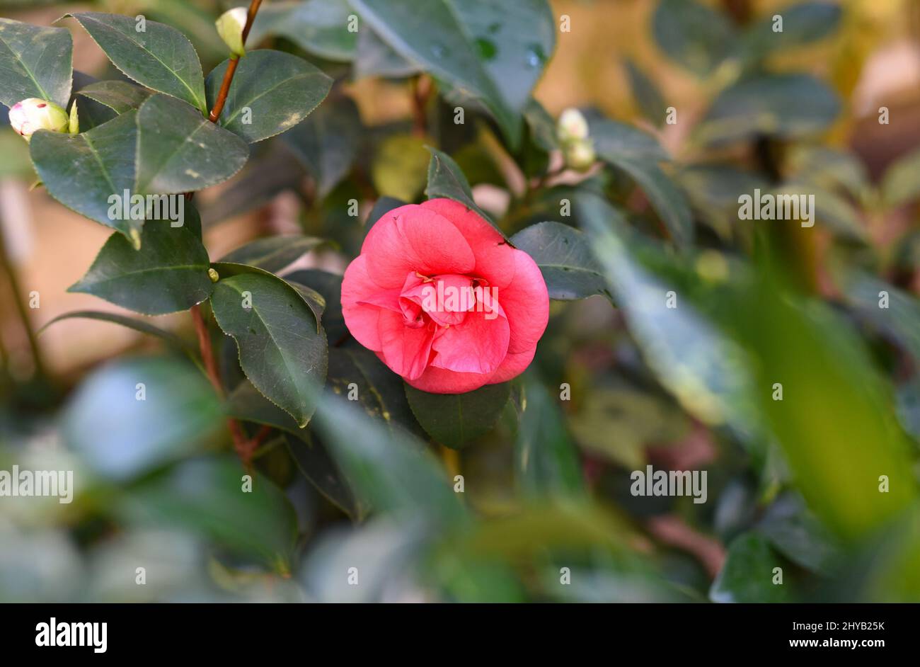 Camellia japonica (Japanese Camellia) flower close up Stock Photo