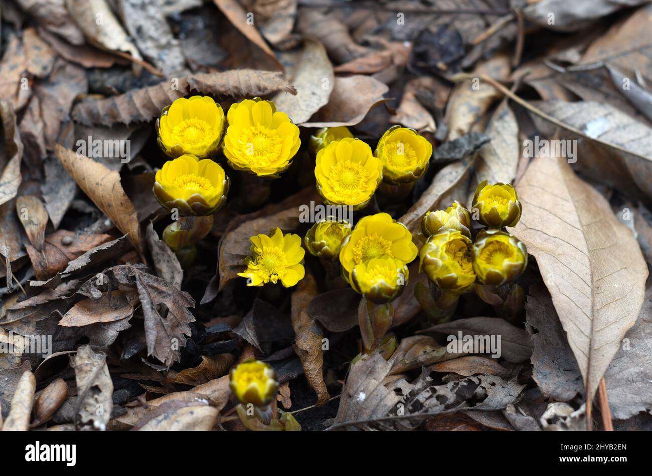 Adonis amurensis commonly known as Amur adonis and pheasant's eye Stock Photo