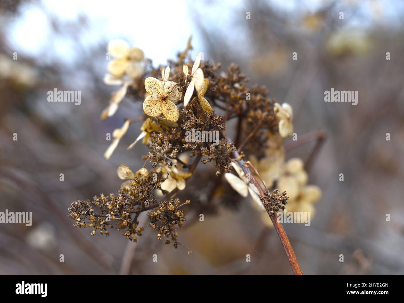 Dried Hydrangea paniculata branch on brown background Stock Photo