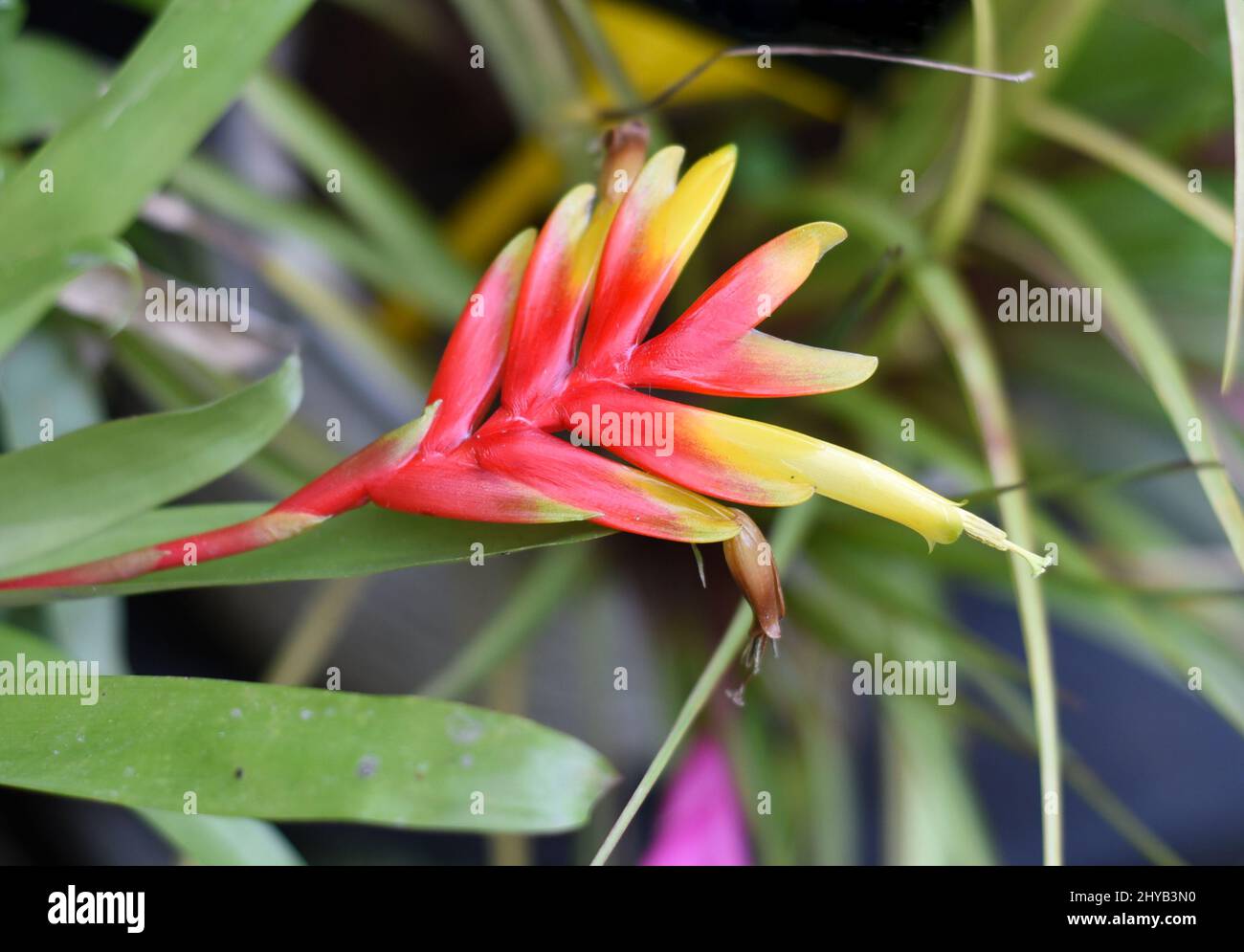 Vriesea carinata flower close up Stock Photo