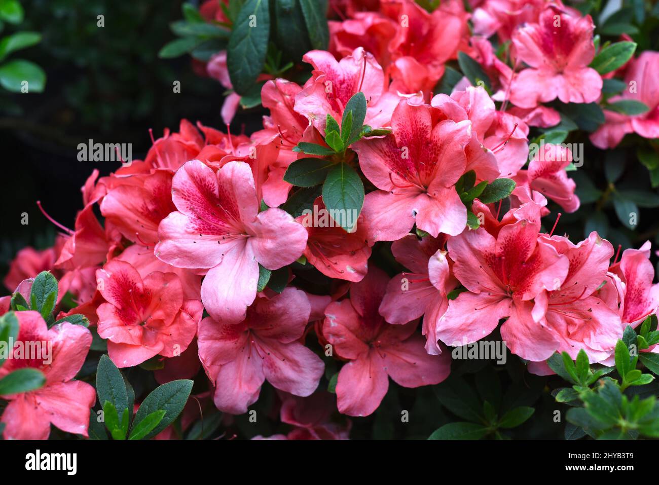 Azalea indica Mavka Rhododendron close up Stock Photo