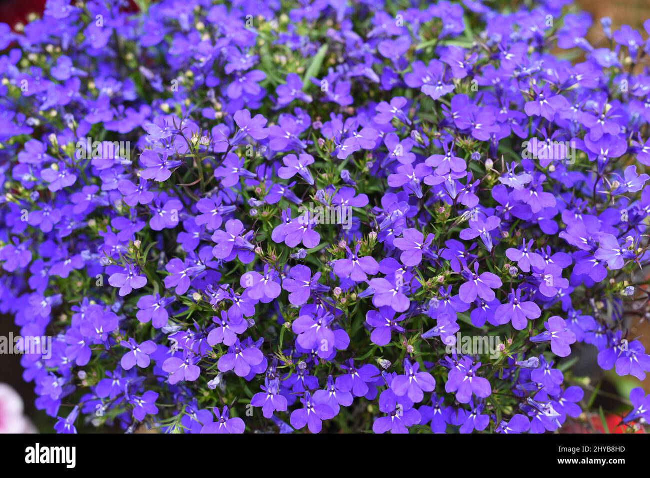 Many Lobelia erinus flowers background Stock Photo