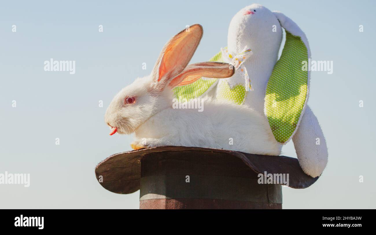 Easter bunny magician with plush toy rabbit. Stock Photo