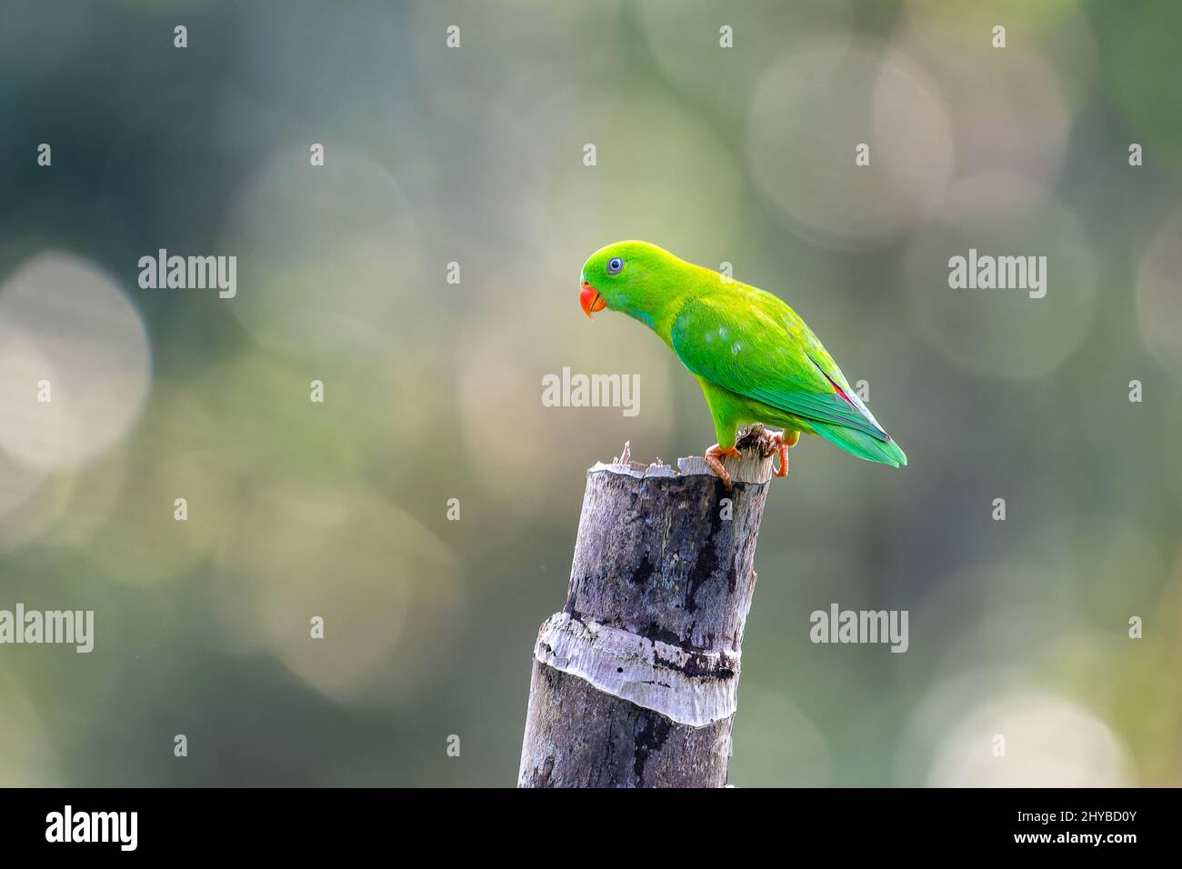 Vernal parrot hi-res stock photography and images - Alamy