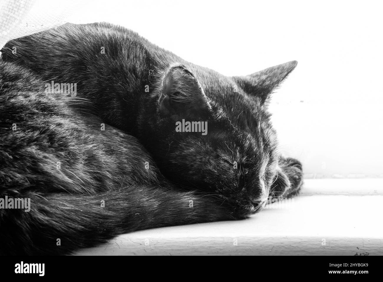 Grayscale of an adorable domestic cat sleeping in a room Stock Photo