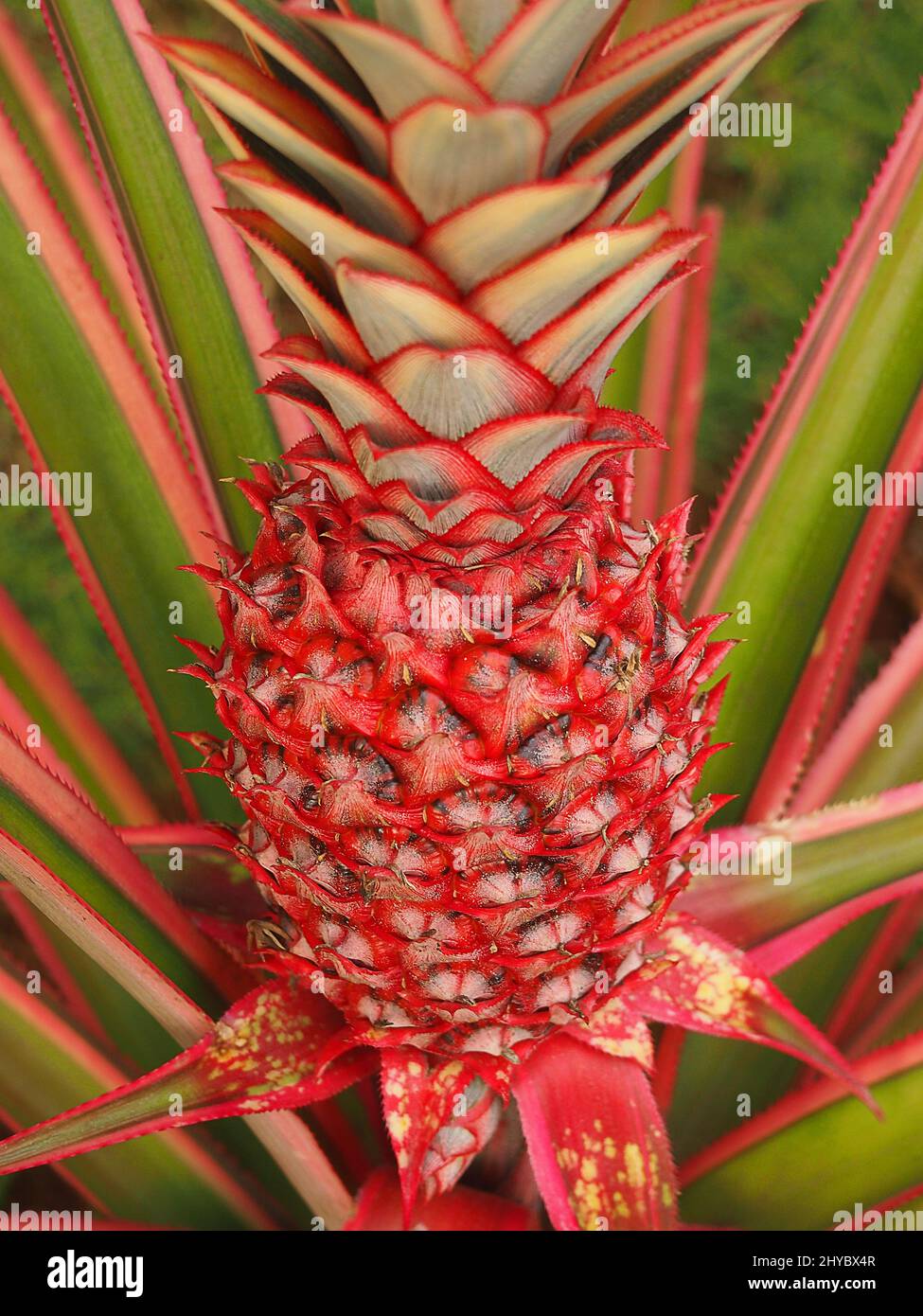Pineapple tree with red fruit called Latin Ananas bracteatus Stock Photo