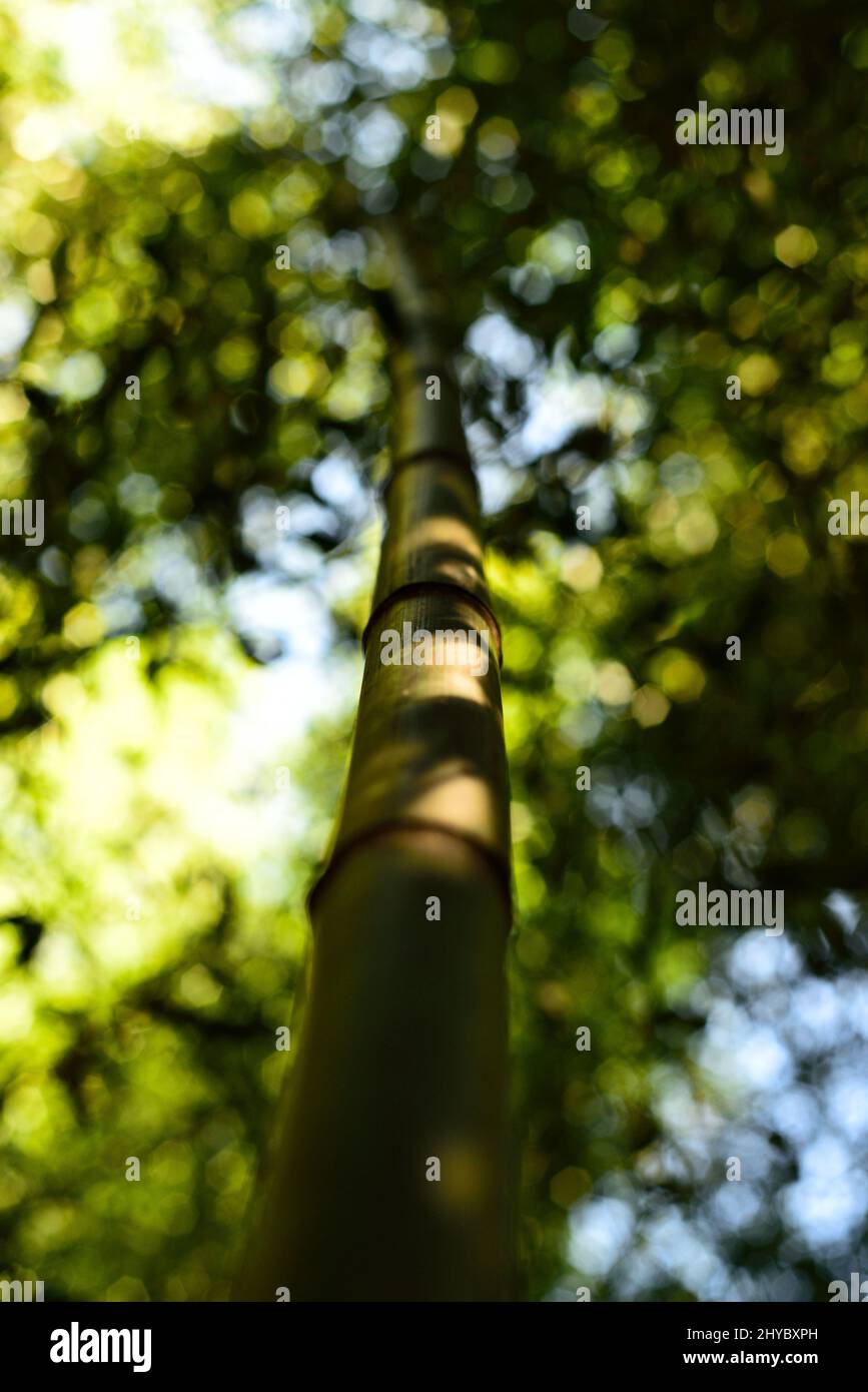 Vertical low angle shot of a thin bamboo stalk in a forest Stock Photo ...