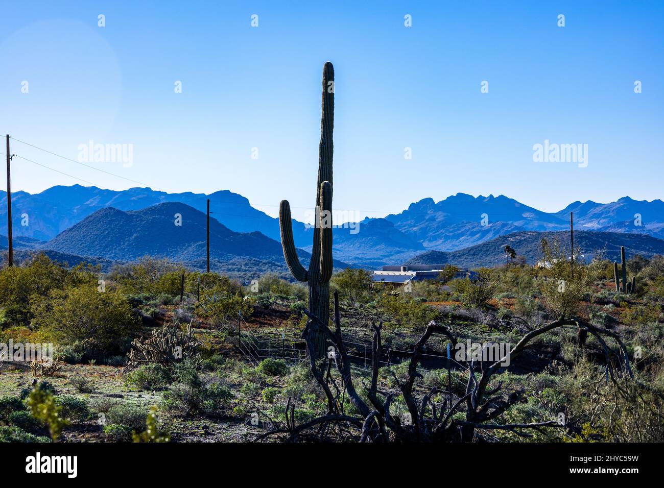 Saguaro cactus out in the desert outside of Phoenix Arizona area Stock ...