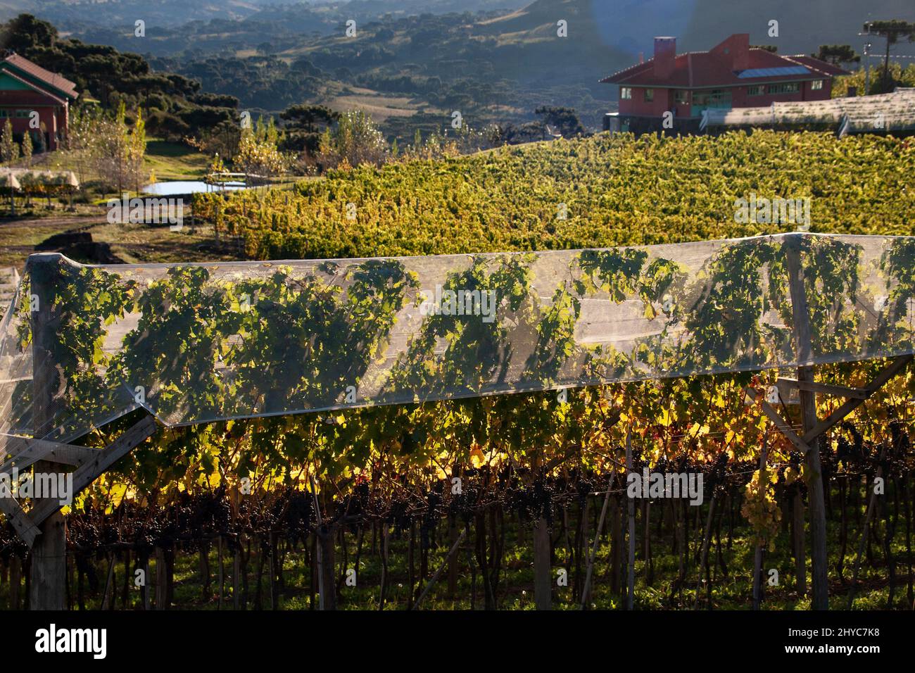 Villa francioni winery hi-res stock photography and images - Alamy