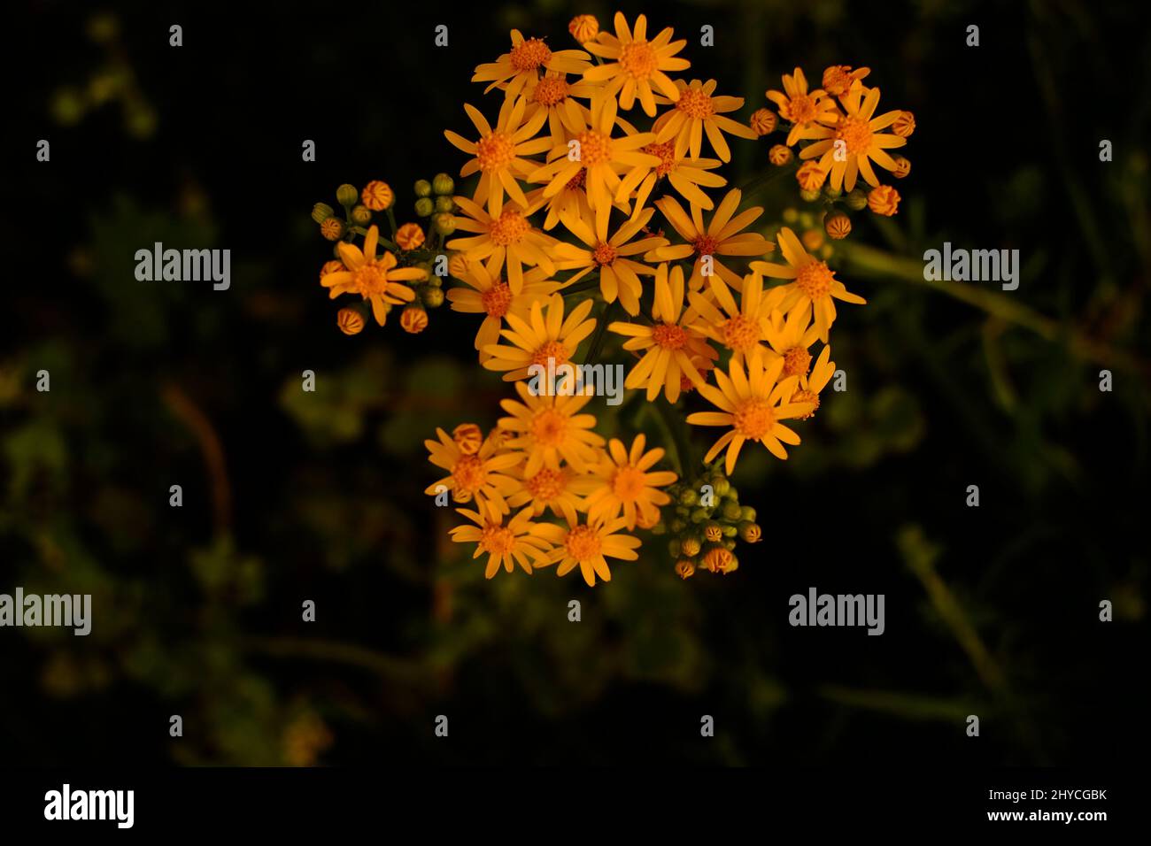 Bunch of blooming golden ragwort flowers in the garden at night Stock Photo