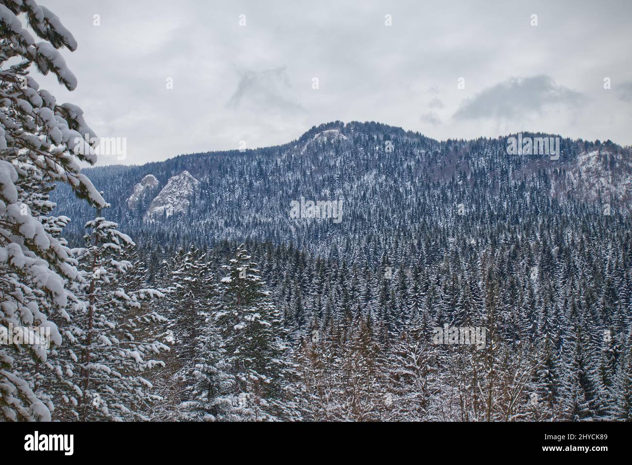Beautiful shot of forest during the day in winter Stock Photo - Alamy
