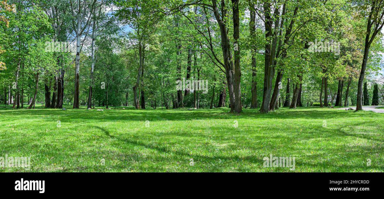 picturesque park landscape with large trees and green glade. panoramic view at sunny spring day. Stock Photo
