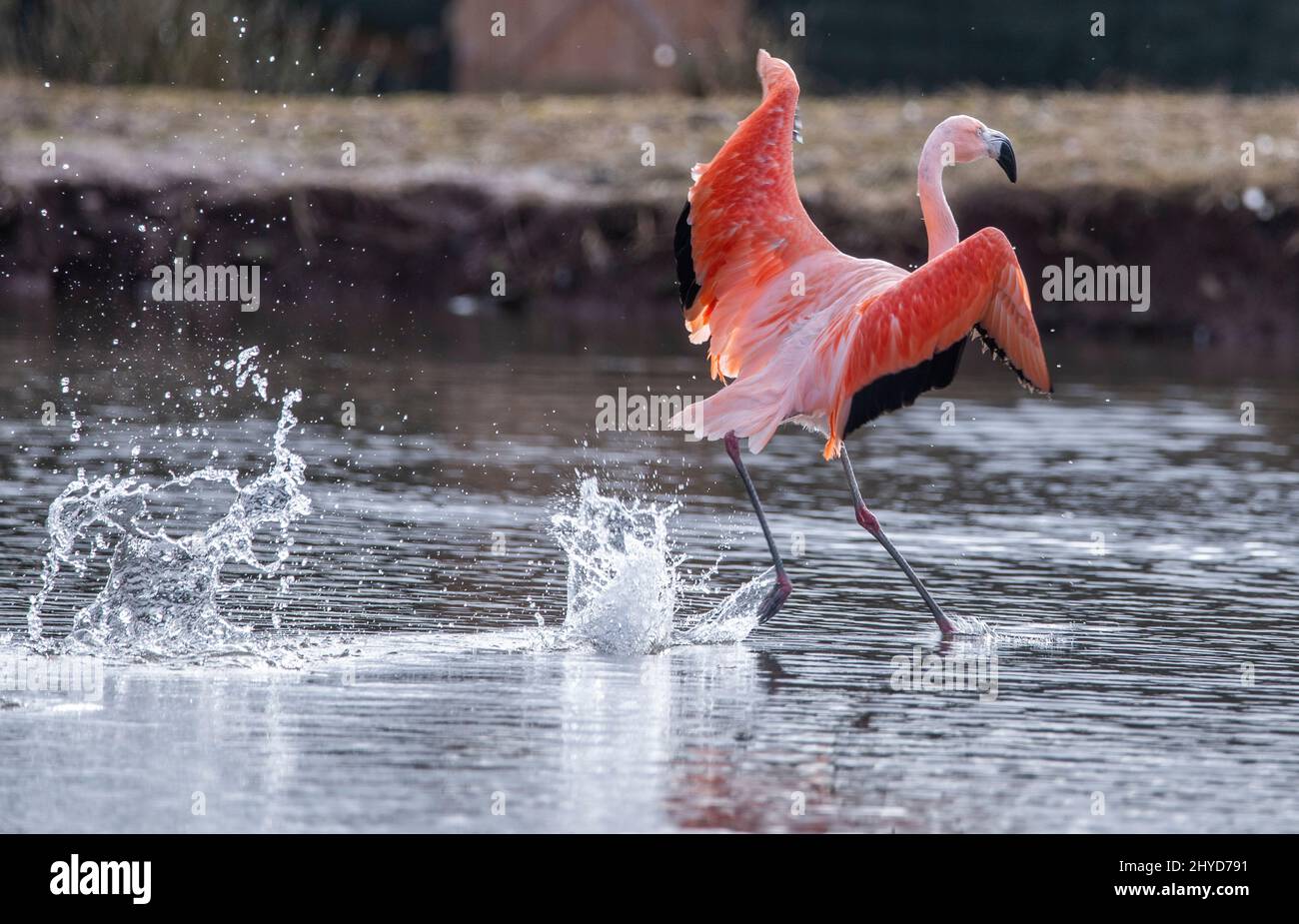 Bird Gardens, UK. 14th Mar, 2022. Oxton, Scottish Borders, Scotland. uk. A Chilean flamingo flies out across the water at Bird Gardens Scotland to enjoy some warm spring sunshine. Flamingos are not born with their beautiful pink plumage. Their color comes from the carotenoid pigments they consume as part of their diet. Some scientists believe that a flamingo's success in breeding relies on its bright color. Credit: phil wilkinson/Alamy Live News Stock Photo