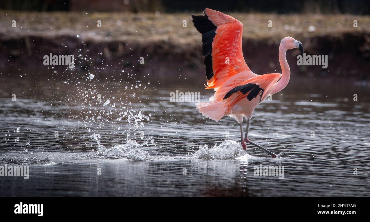 Bird Gardens, UK. 14th Mar, 2022. Oxton, Scottish Borders, Scotland. uk. A Chilean flamingo flies out across the water at Bird Gardens Scotland to enjoy some warm spring sunshine. Flamingos are not born with their beautiful pink plumage. Their color comes from the carotenoid pigments they consume as part of their diet. Some scientists believe that a flamingo's success in breeding relies on its bright color. Credit: phil wilkinson/Alamy Live News Stock Photo