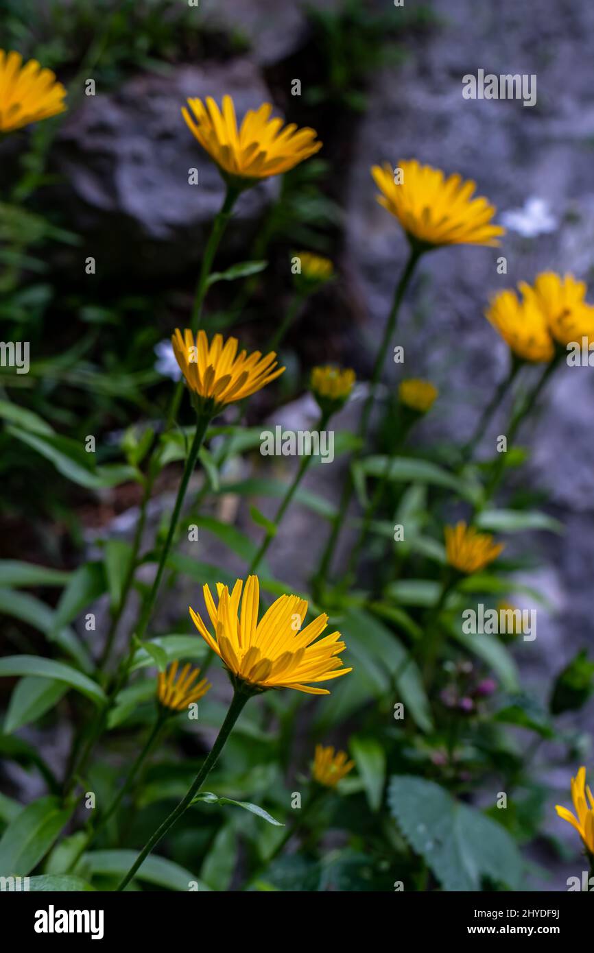 Buphthalmum salicifolium flower in mountains Stock Photo