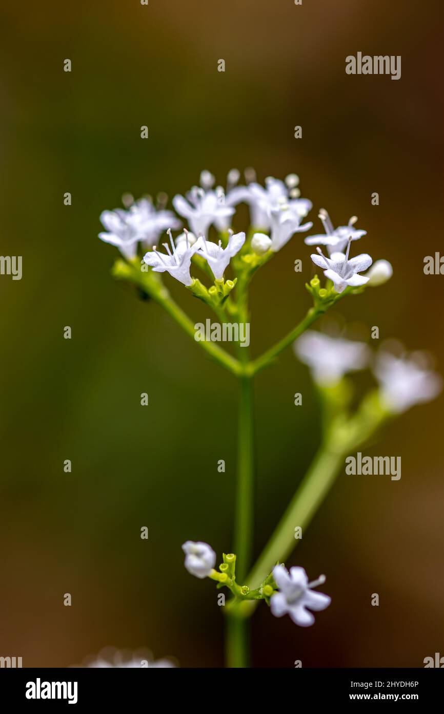 Valeriana saxatilis flower growing in mountains, close up Stock Photo