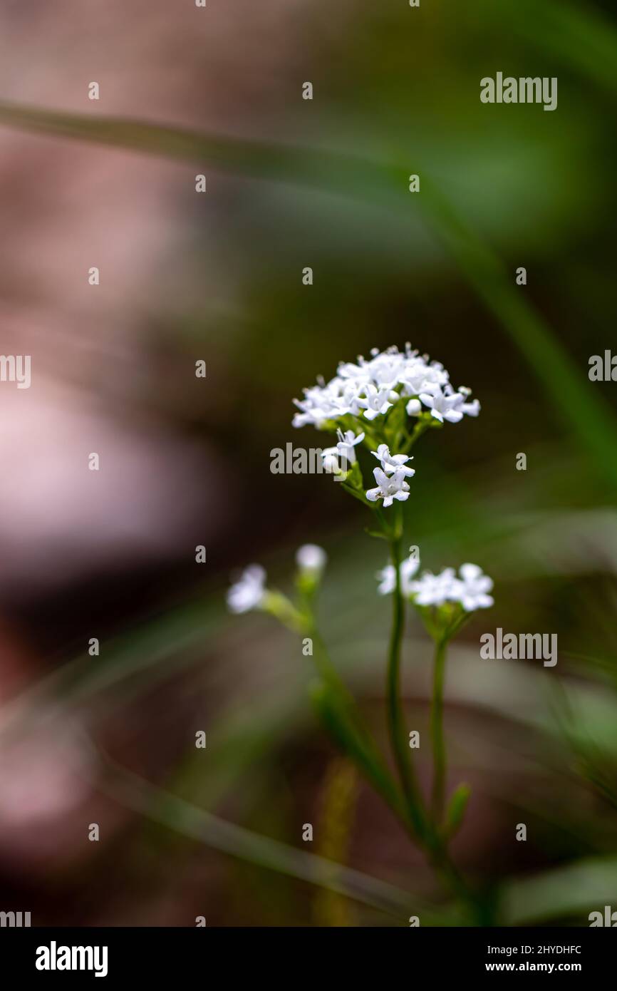 Valeriana saxatilis flower growing in mountains, close up shoot Stock Photo
