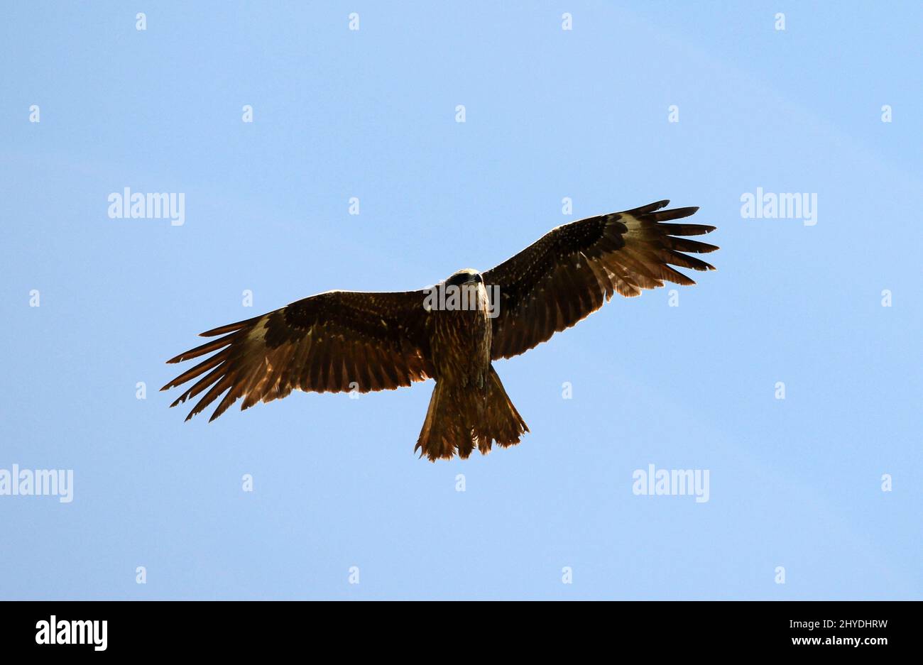 Black kites flying over Lamma island in Hong Kong Stock Photo Alamy