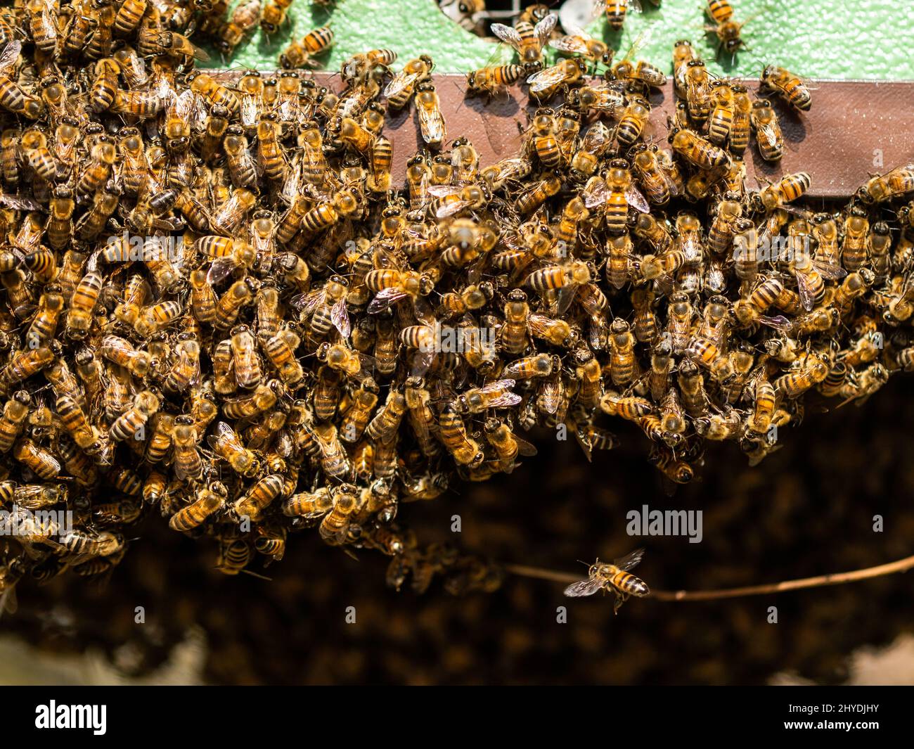 Closeup of an infestation of Africanized bees, also known as the