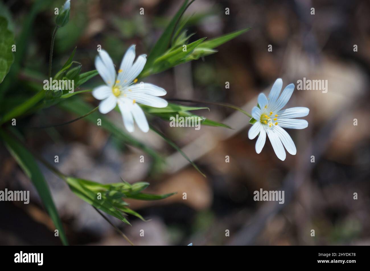 Vertical closeup shot of Stellaria palustris flowers in the garden Stock Photo