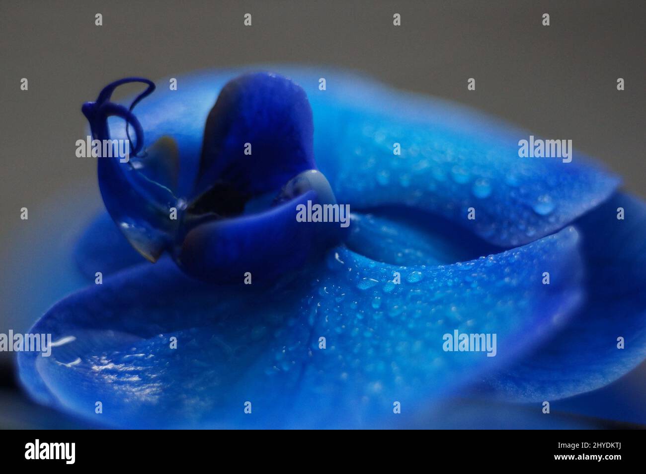 Vertical macro view of a blue orchid flower with water drops Stock Photo