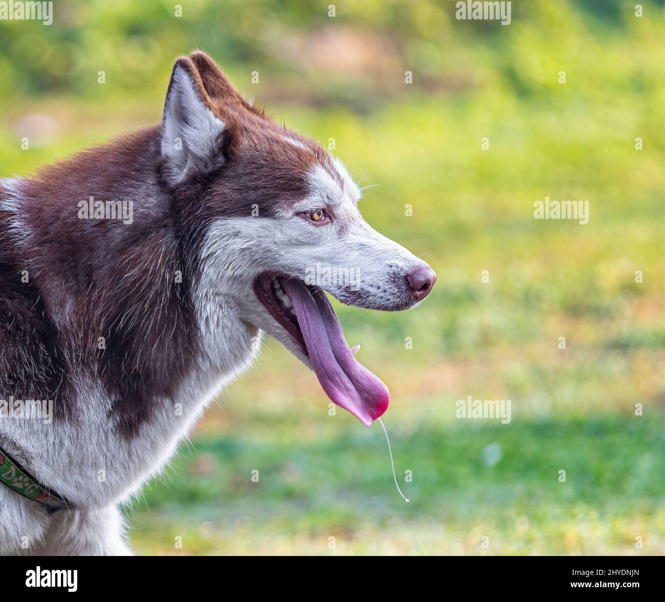 Wild Siberian Husky with open mouth in the garden Stock Photo Alamy