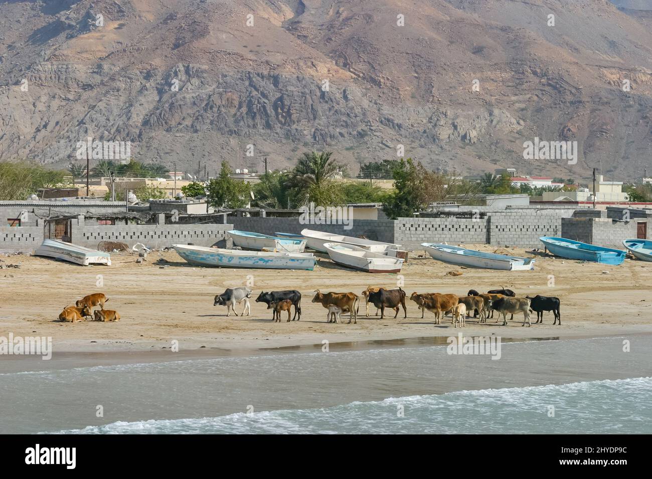 Cattle on the beach at Sha’am, a fishing village in the northern region of Ras Al Khaimah, United Arab Emirates. Stock Photo