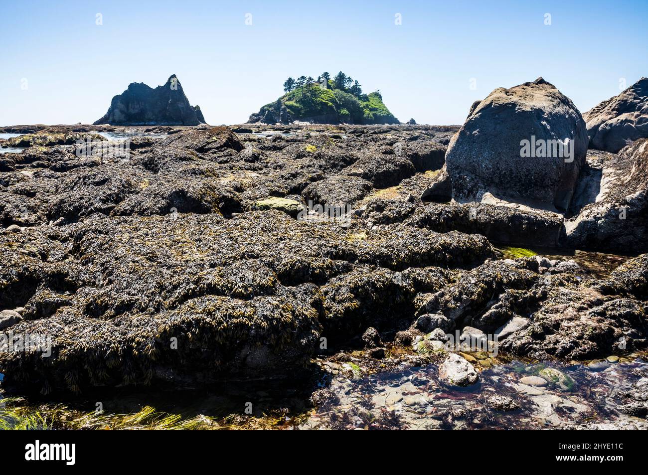 Toleak Point, Low Tide, Mid day, Olympic National Park and Marine Preserve/sanctuary, Washington, USA. Stock Photo