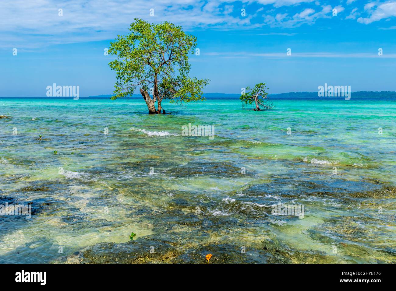 Mangrove on the sea, Lakshmanpur Beach, Neil Island, Andaman, India Stock Photo
