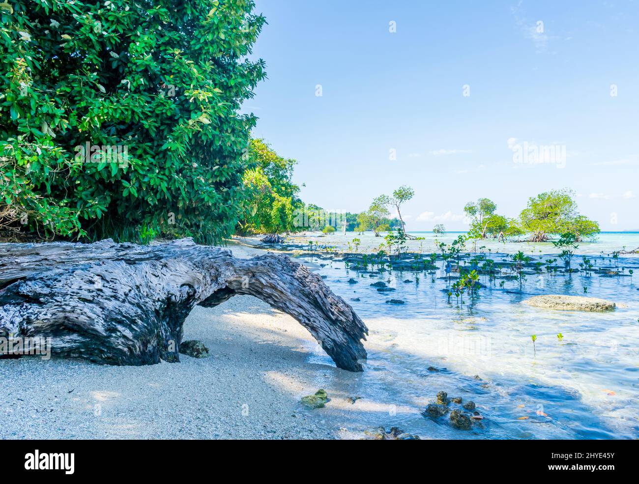 Mangrove On The Sea Lakshmanpur Beach Neil Island Andaman India Stock Photo Alamy