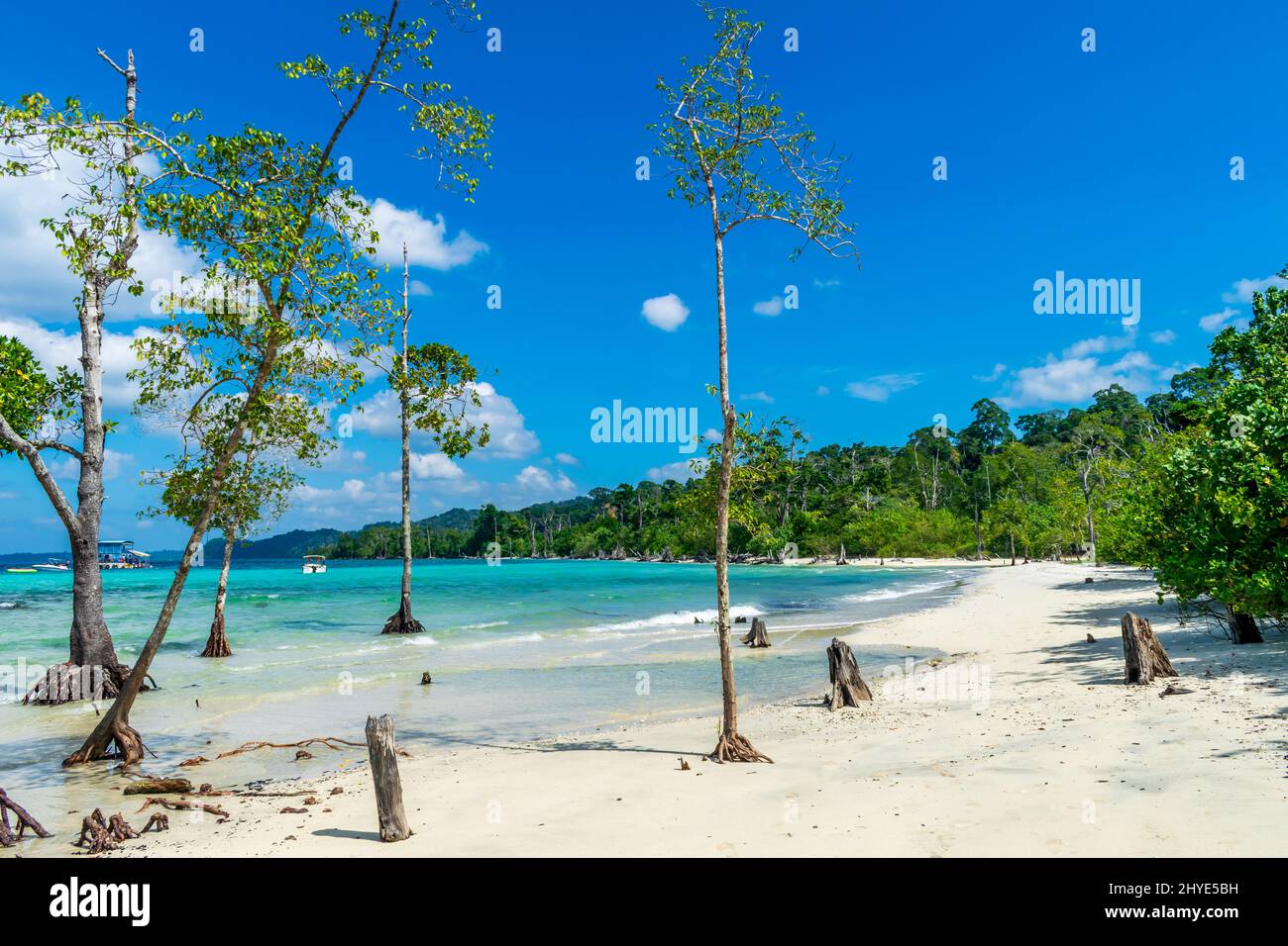 The tree and the sea, Elephant Beach, Havelock Island, Andaman Stock Photo